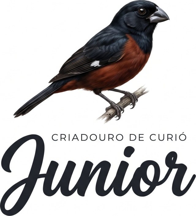 Junior - Criadouro de Curiós